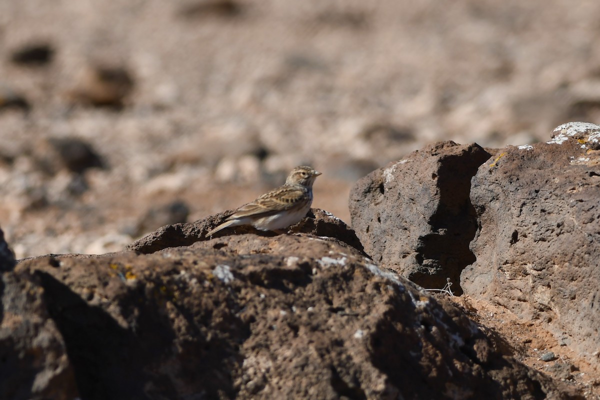 Mediterranean Short-toed Lark - ML301470731