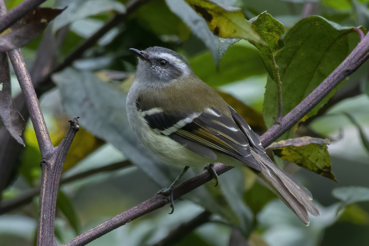 White-banded Tyrannulet - Jeff Maw