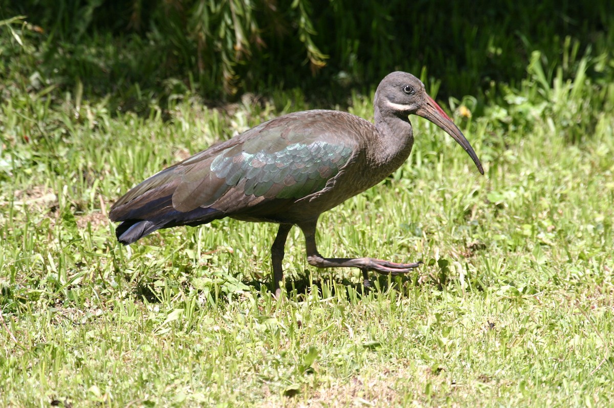 Hadada Ibis - ML301471551