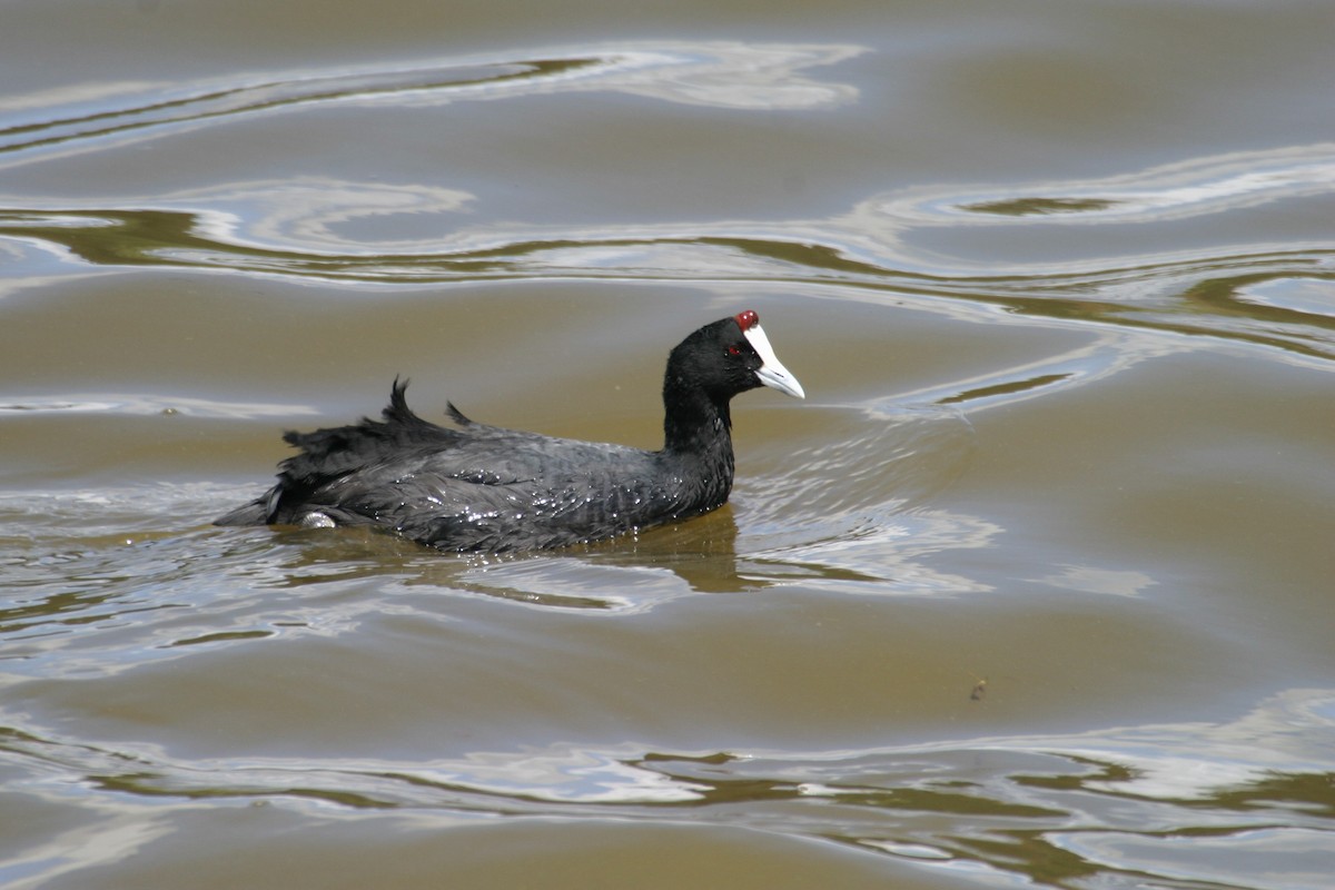 Red-knobbed Coot - ML301471751