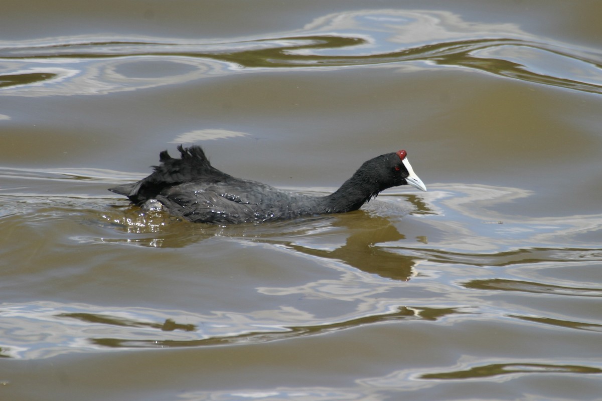 Red-knobbed Coot - ML301471761