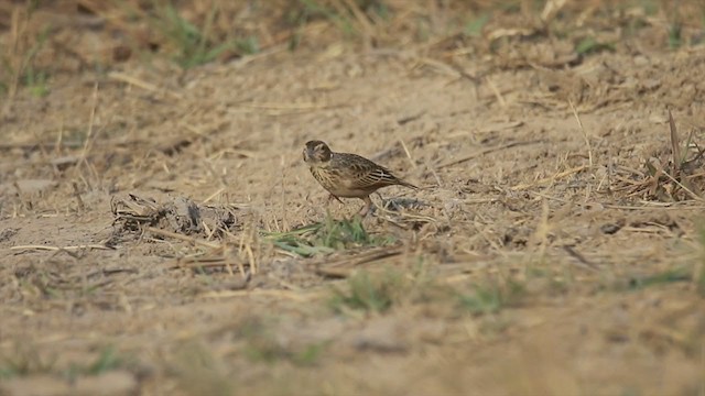 Singing Bushlark (Australasian) - ML301472051