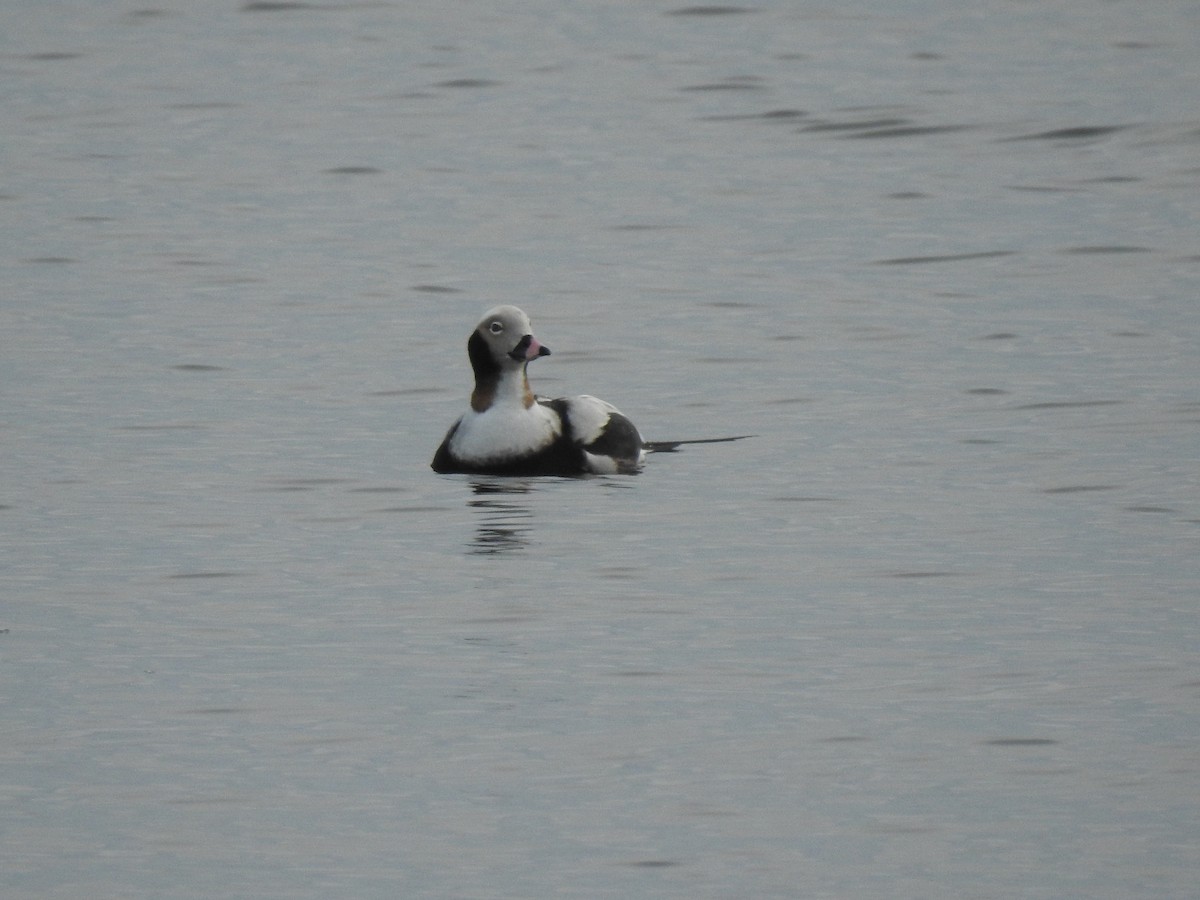 Long-tailed Duck - ML301473651