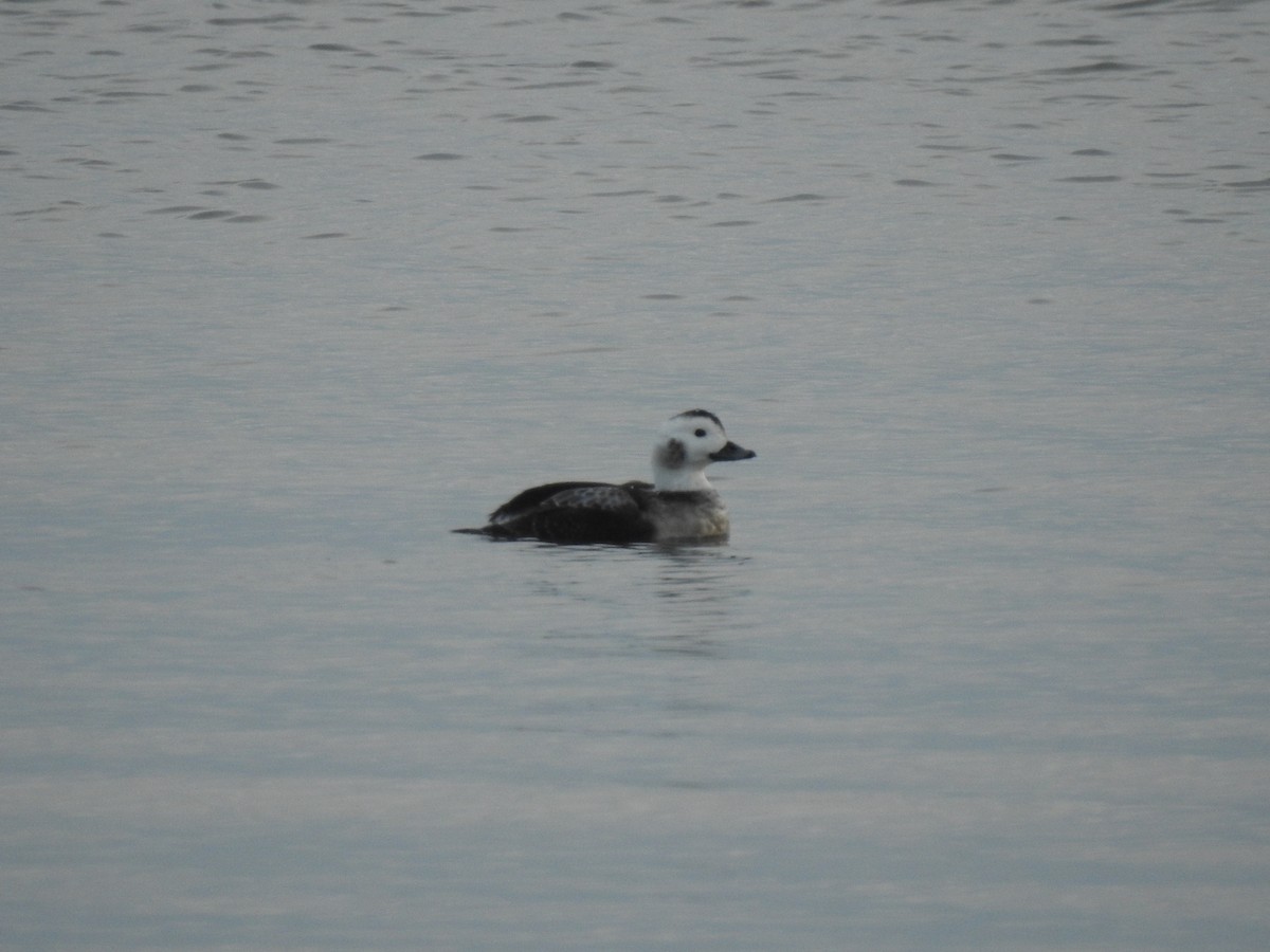Long-tailed Duck - ML301473661
