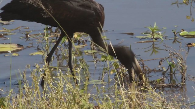 African Openbill - ML301473691