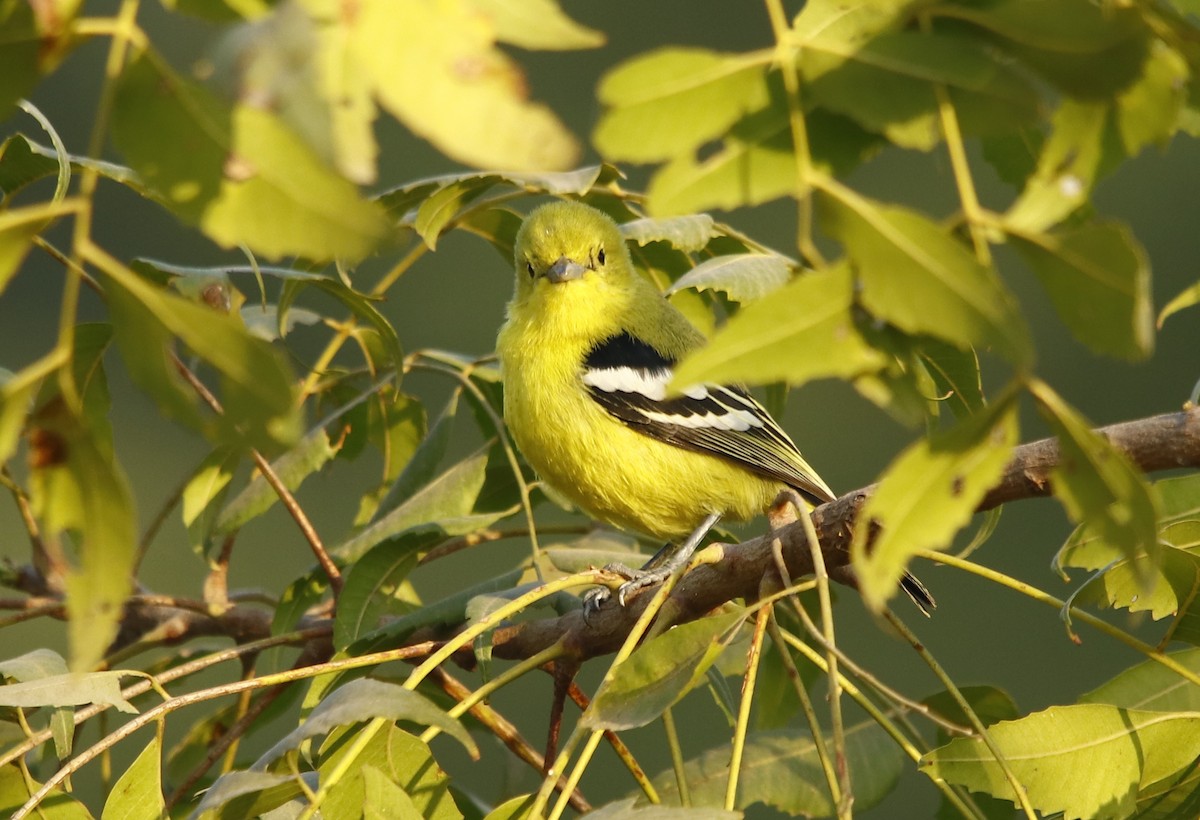 Common Iora - ML301474591