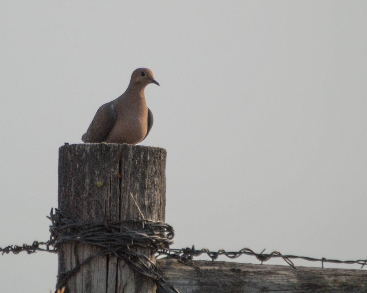 Mourning Dove - ML301475021