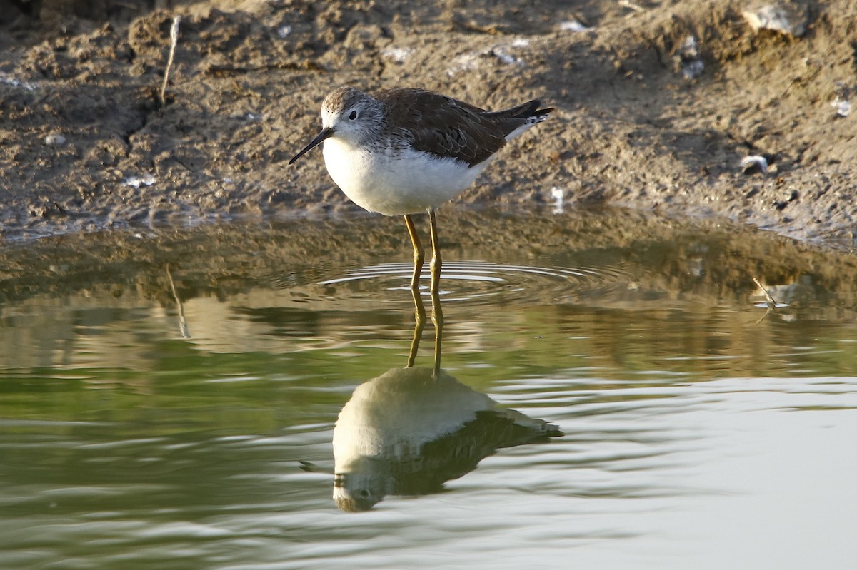 Marsh Sandpiper - Bhaarat Vyas