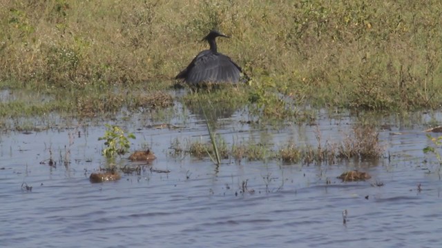 Black Heron - ML301476601