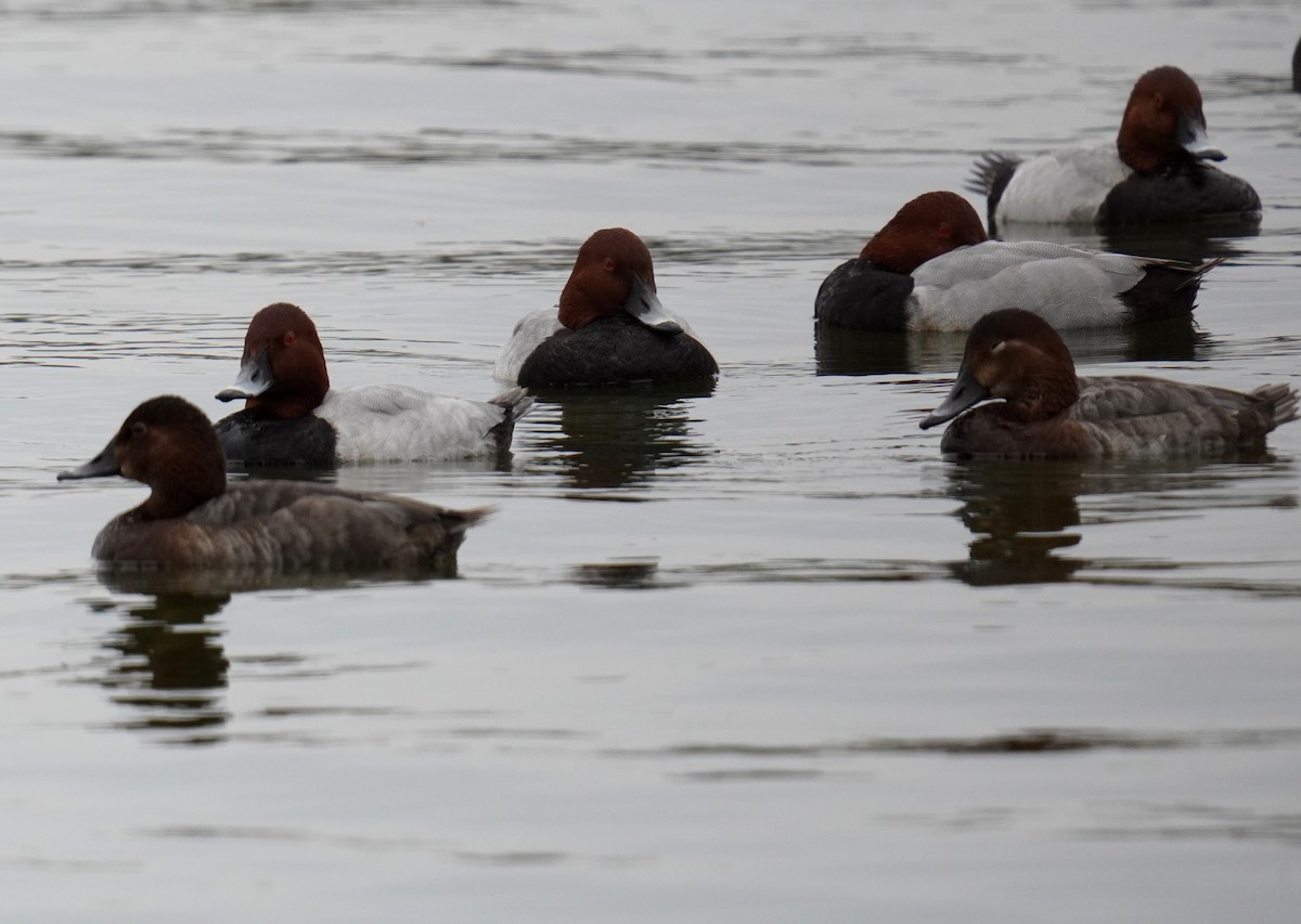 Common Pochard - 榮章 周