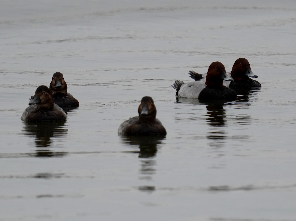 Common Pochard - 榮章 周