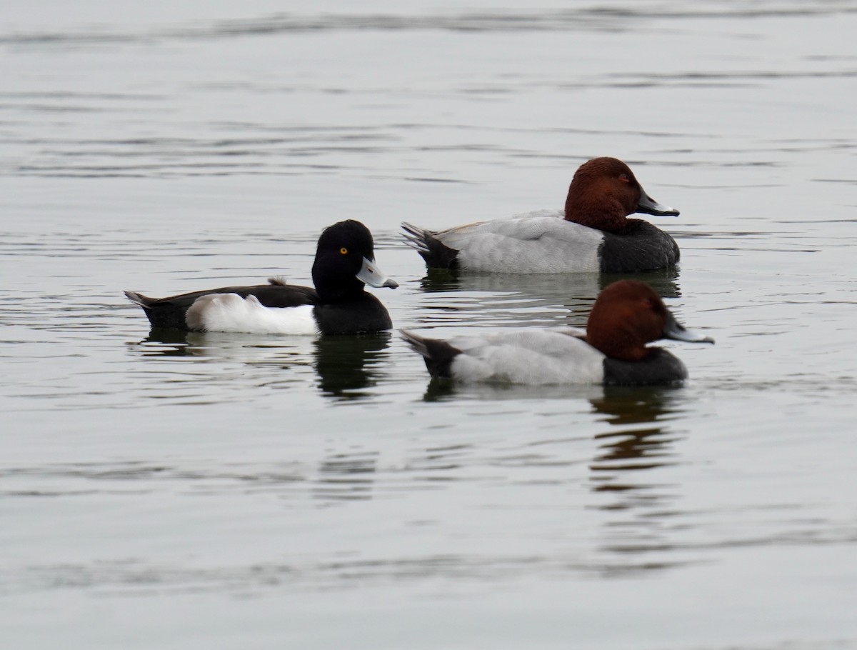 Common Pochard - ML301476931