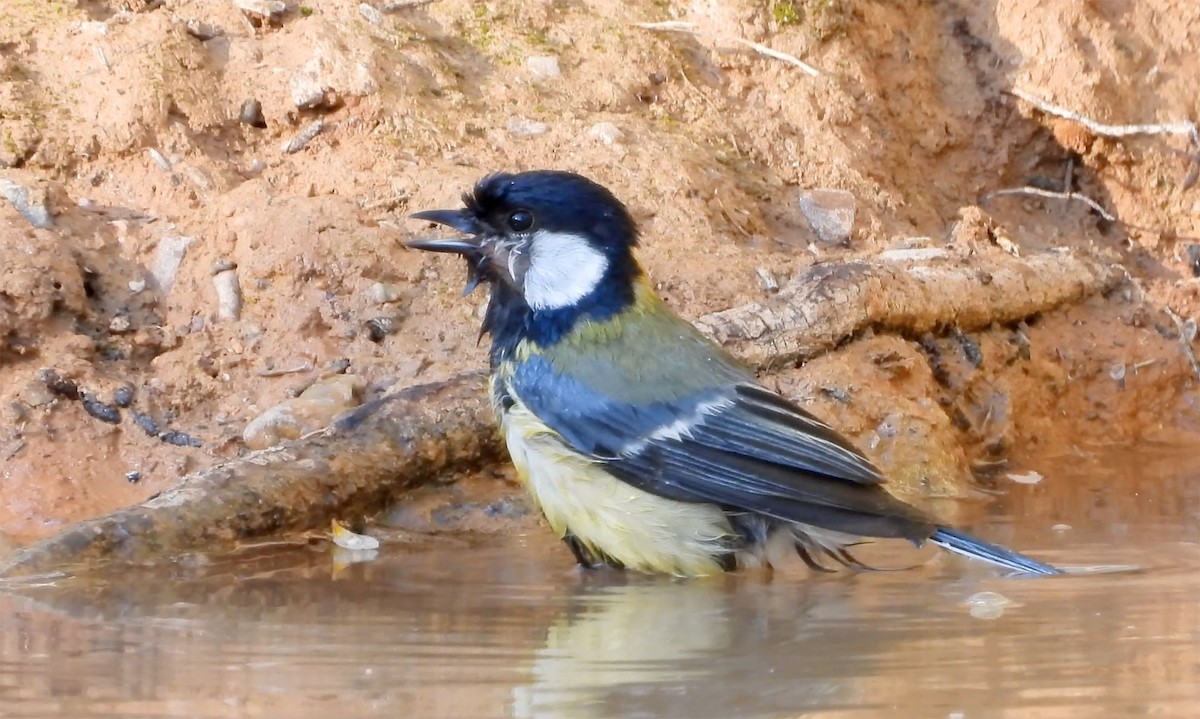 Mésange charbonnière - ML301477281