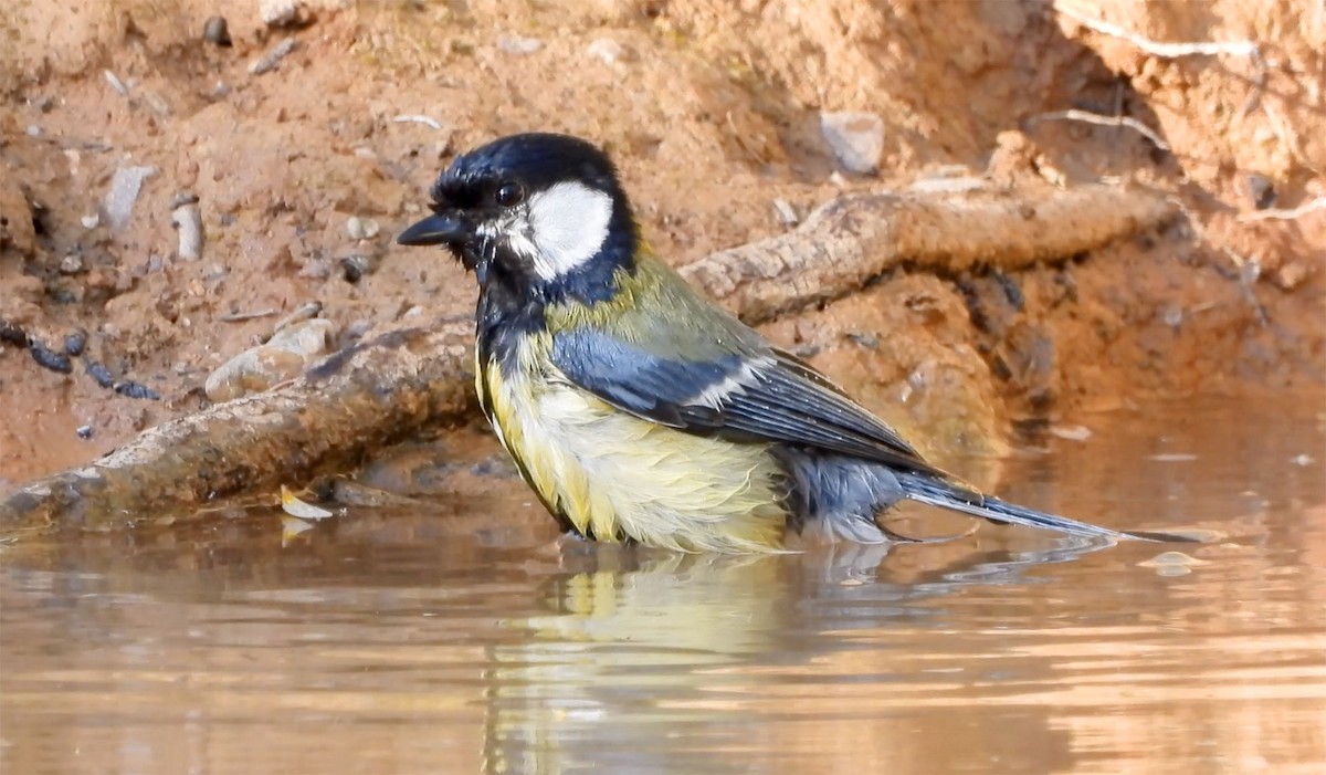 Mésange charbonnière - ML301477351