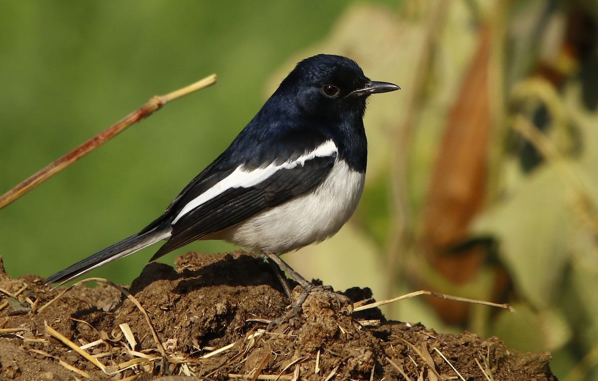 Oriental Magpie-Robin - Bhaarat Vyas