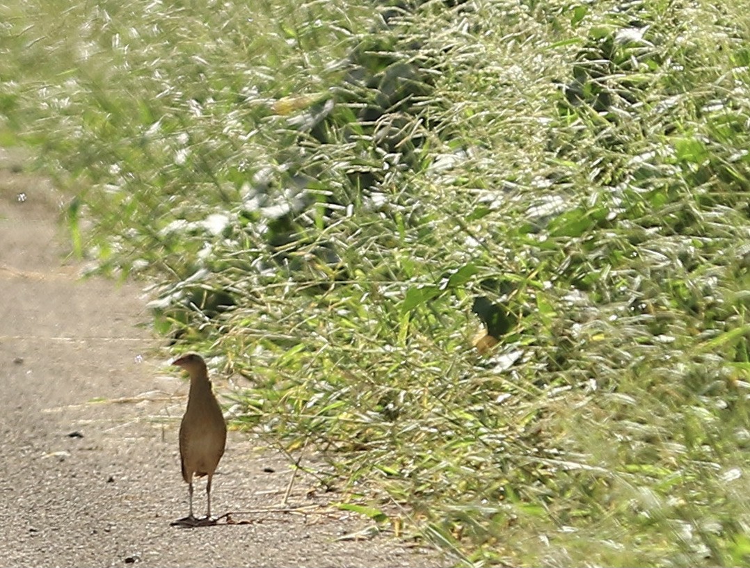 Corn Crake - Kelly Gate