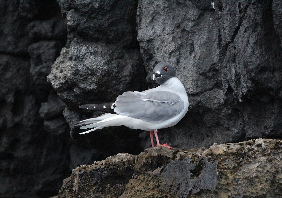 Swallow-tailed Gull - ML301483221