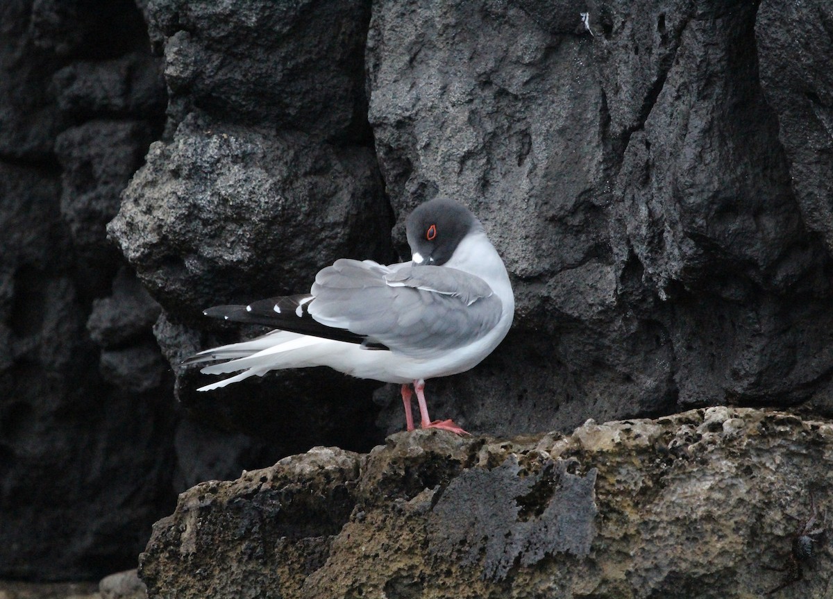 Swallow-tailed Gull - ML301483251