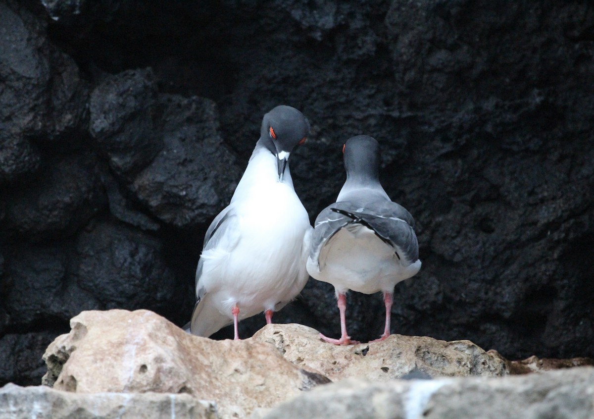 Swallow-tailed Gull - ML301483361
