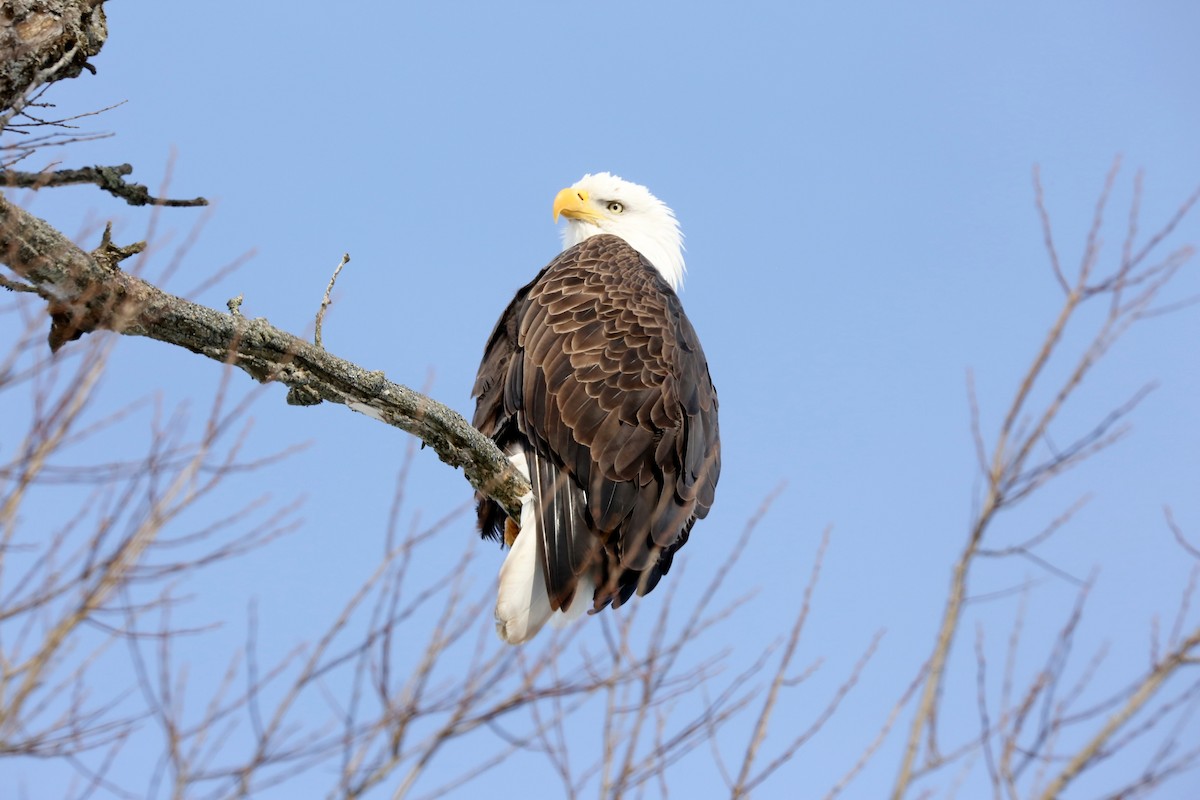 Bald Eagle - ML301483541