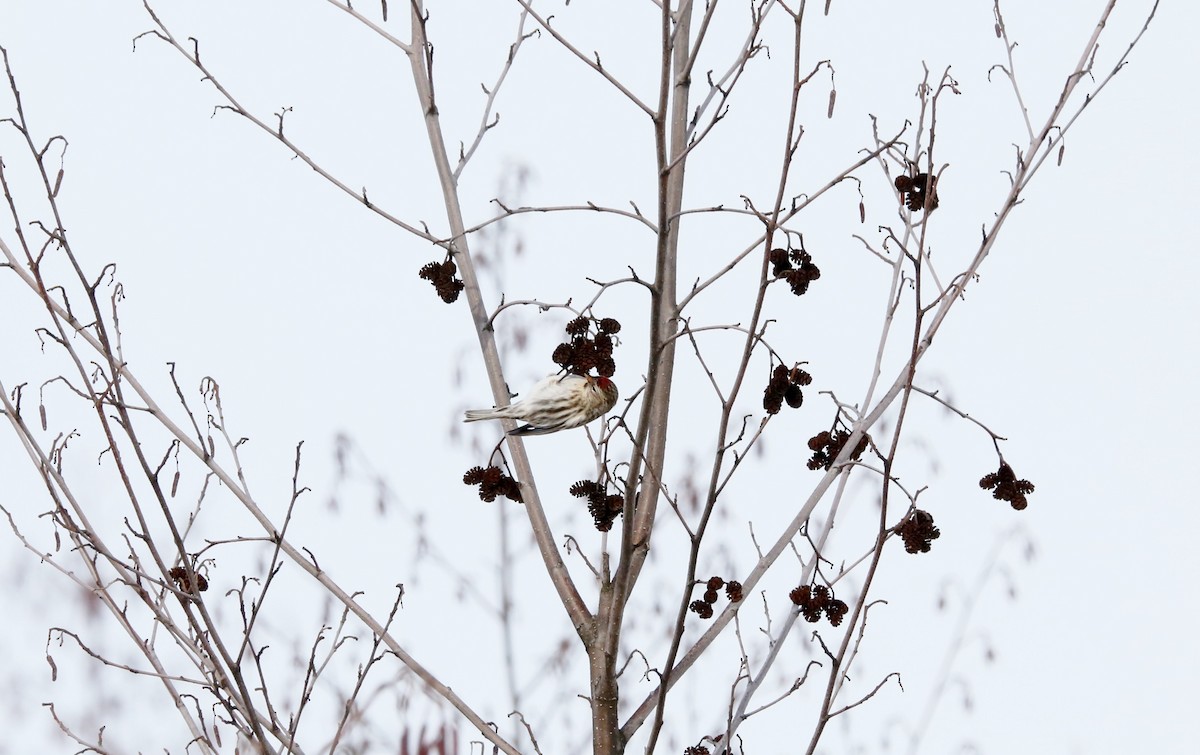 Redpoll (Common) - ML301483581