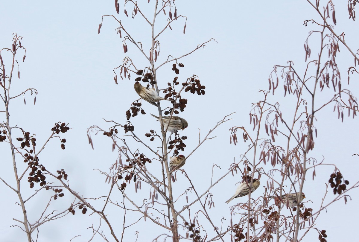 Redpoll (Common) - ML301483661