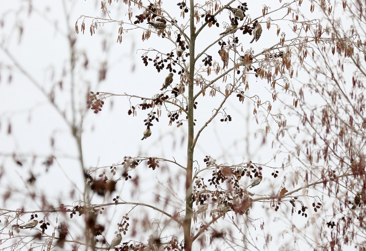 Redpoll (Common) - ML301483681