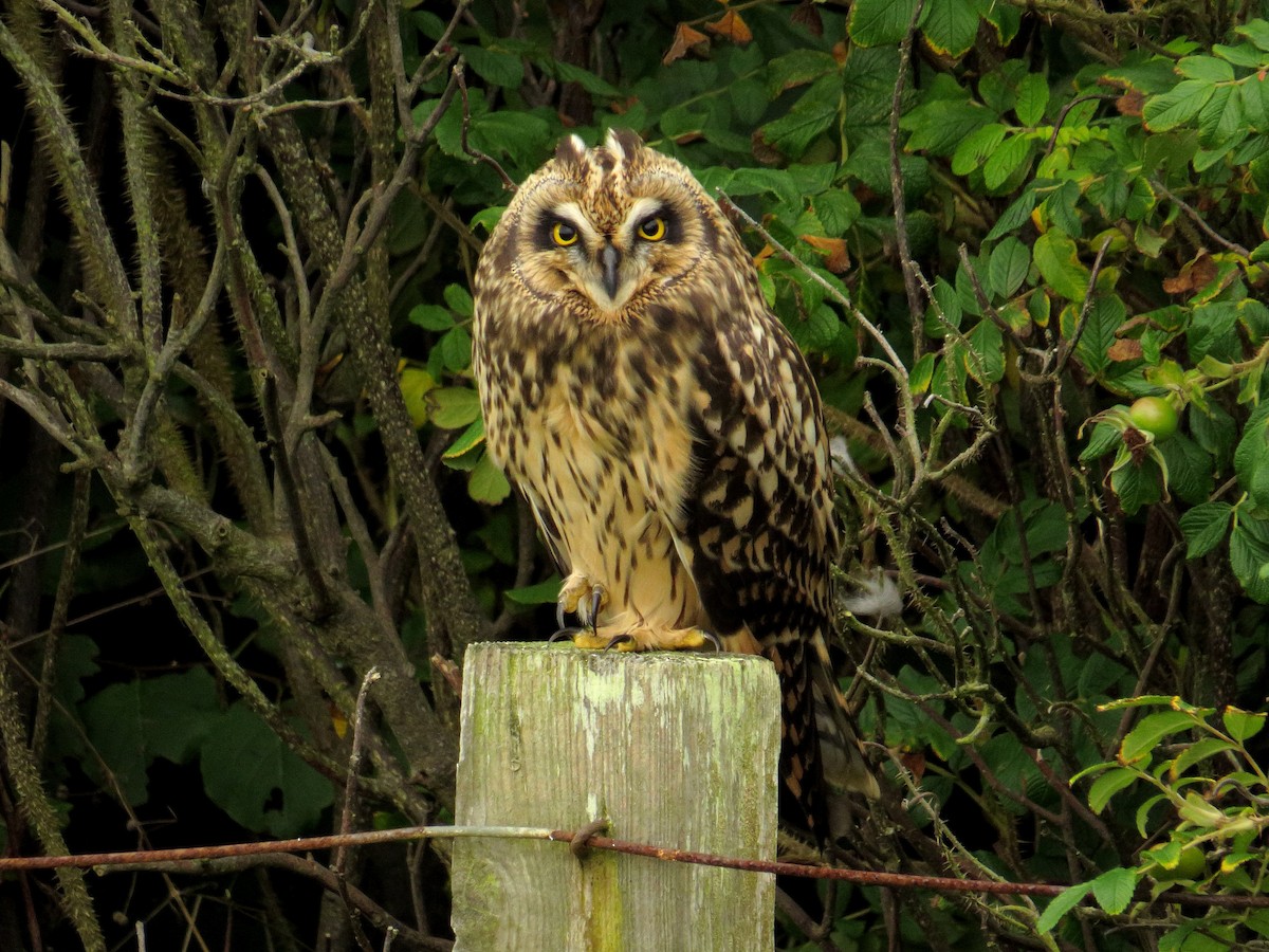 Short-eared Owl - ML301484031