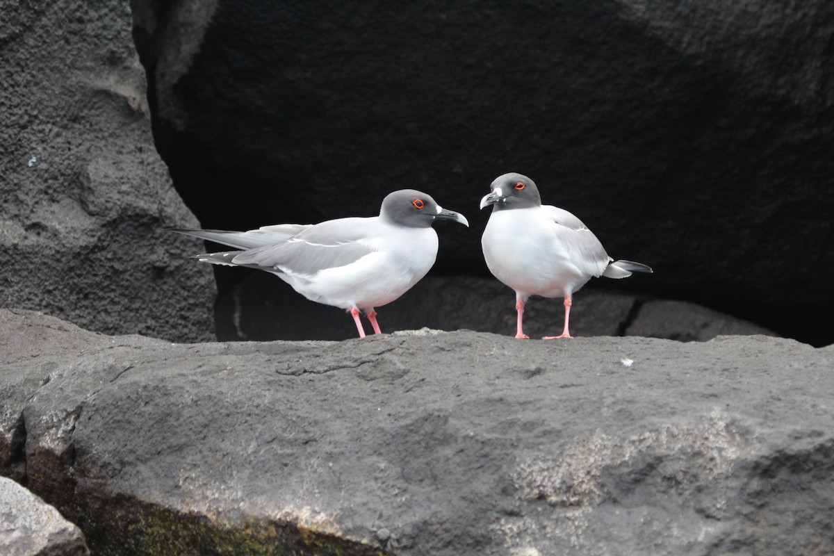 Swallow-tailed Gull - ML301484341