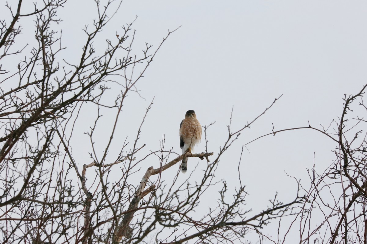 Cooper's Hawk - ML301484441