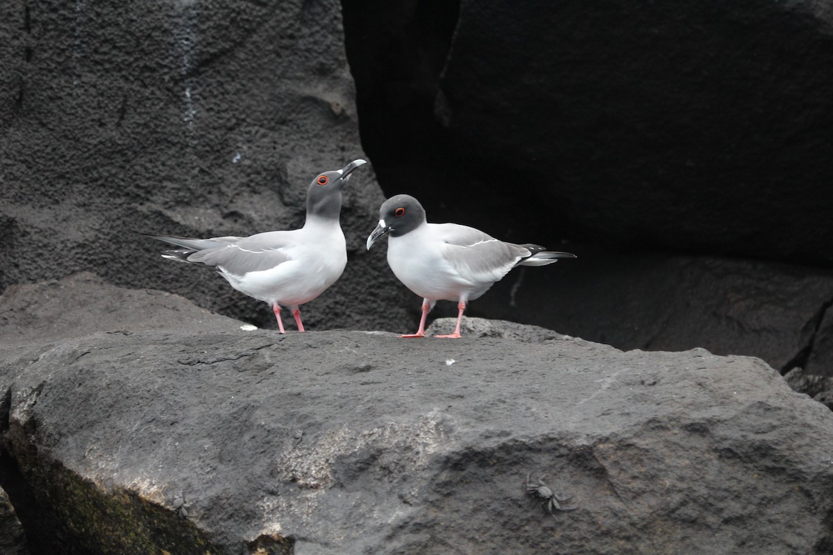 Swallow-tailed Gull - ML301484491