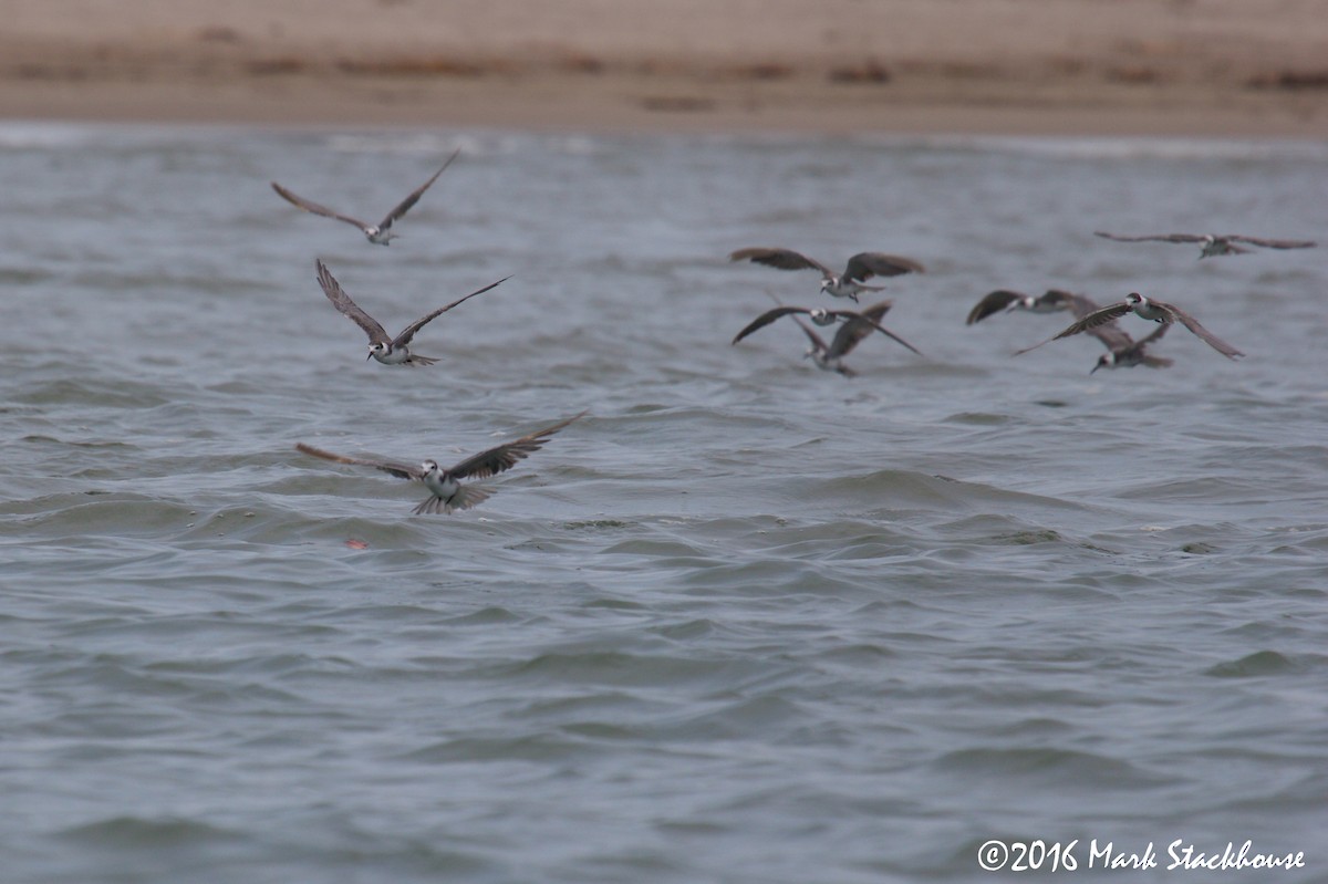 Black Tern - ML30148471