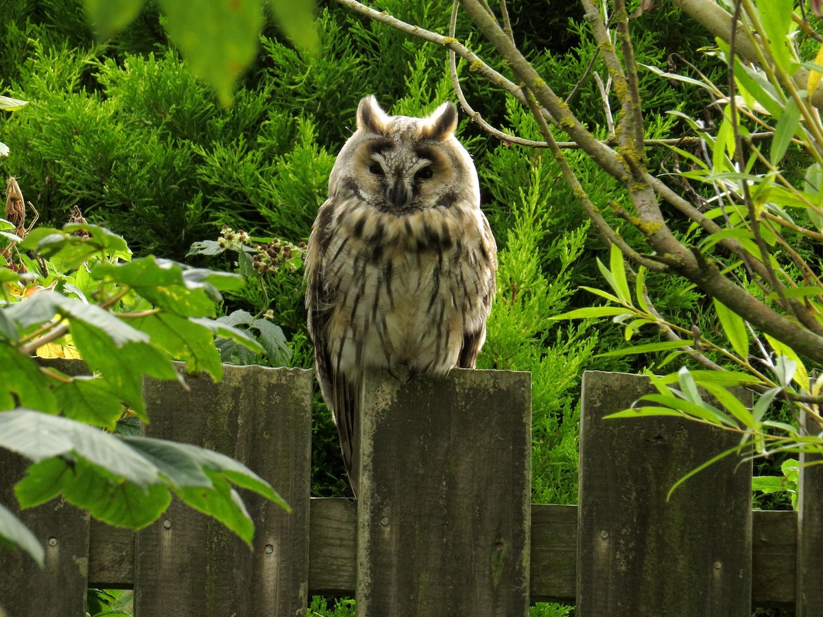 Long-eared Owl - ML301485161