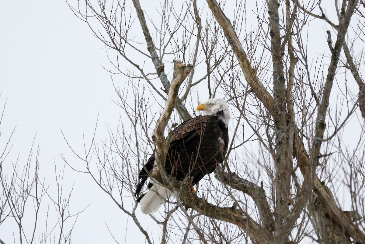 Bald Eagle - ML301485611