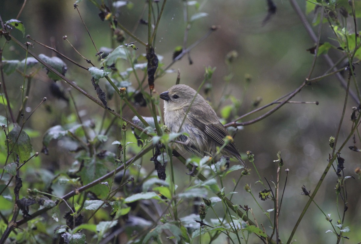 Small Ground-Finch - ML301486631