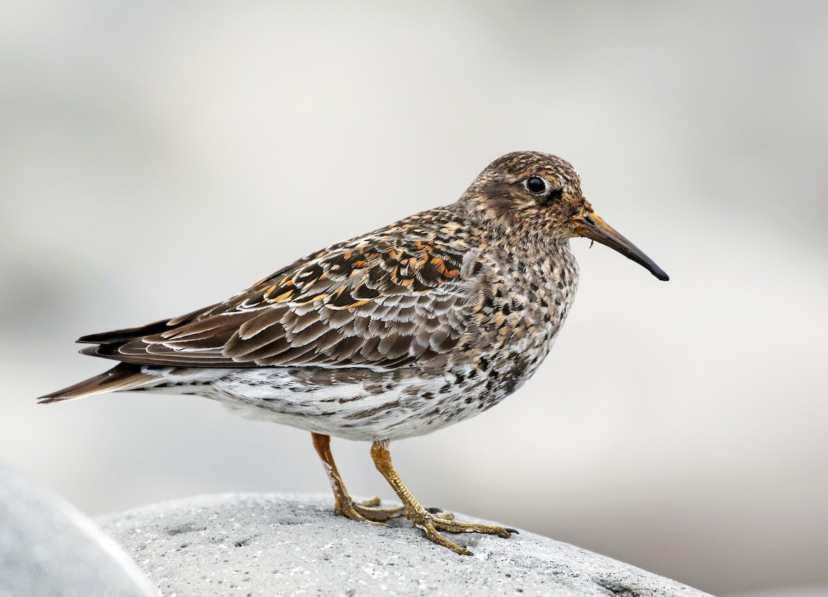 Purple Sandpiper - Andrew Spencer