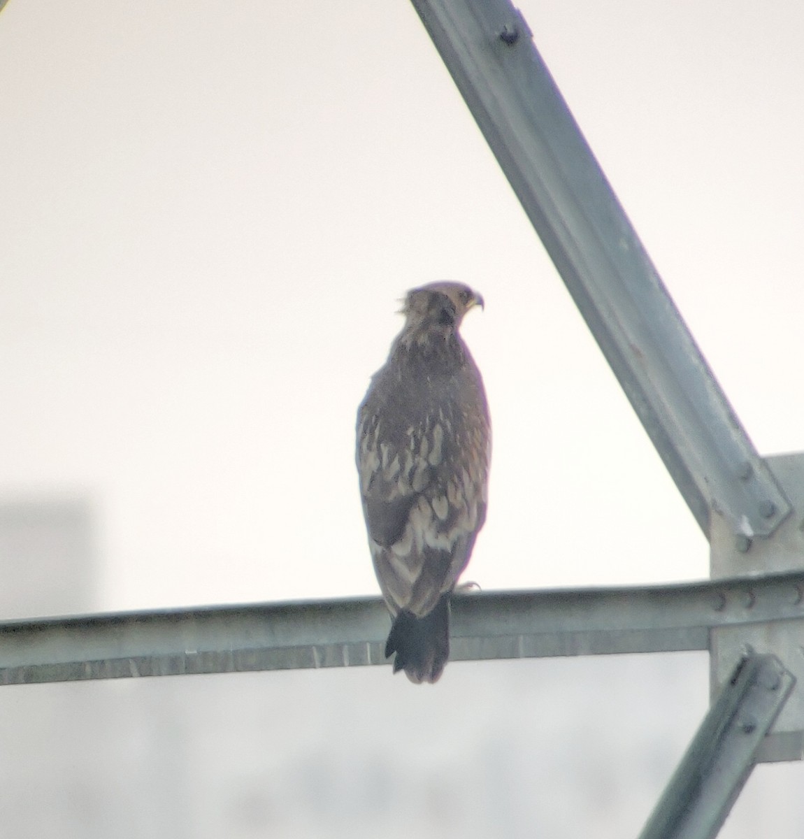 Greater Spotted Eagle - ML301488381