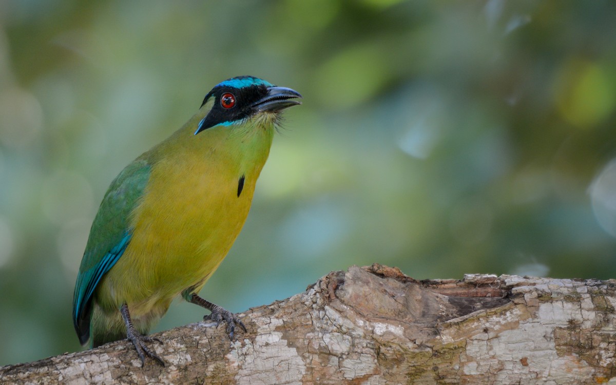 Lesson's Motmot - ML301490361