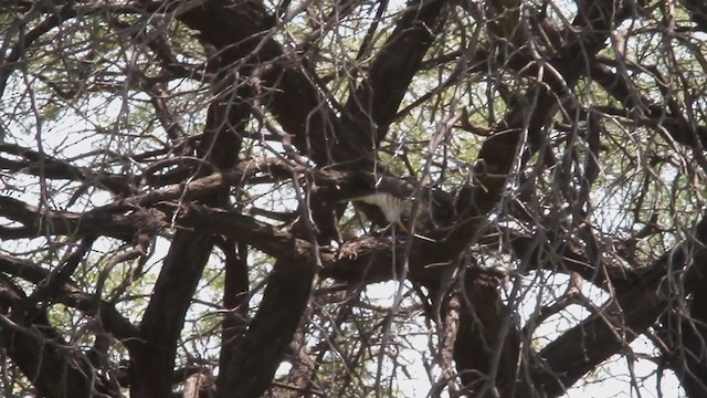 Gabar Goshawk - ML301491151