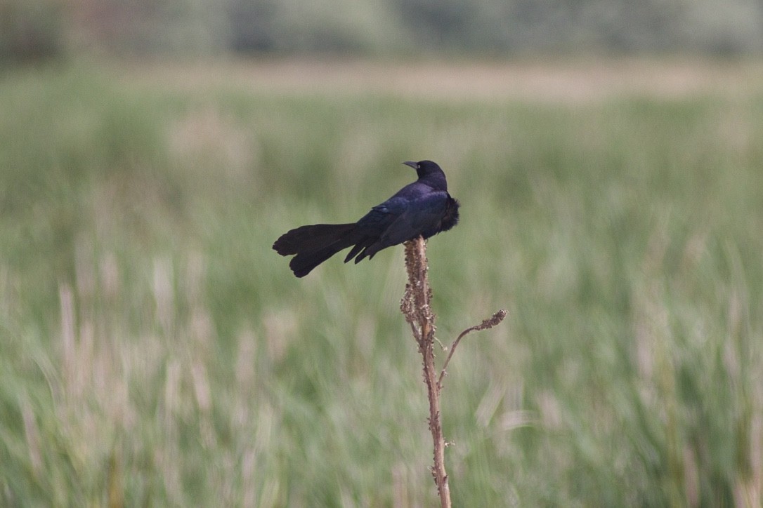 Great-tailed Grackle - ML30149161