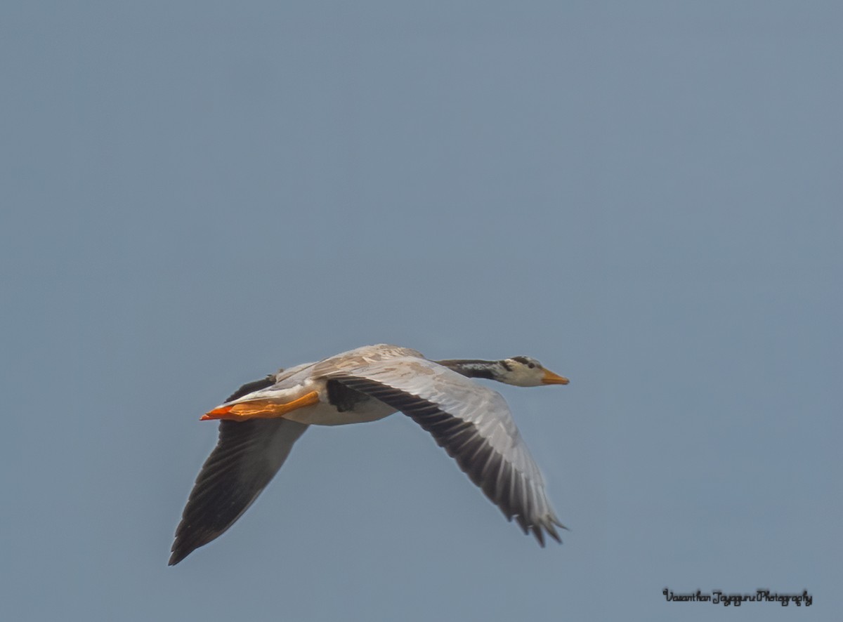 Bar-headed Goose - ML301493131
