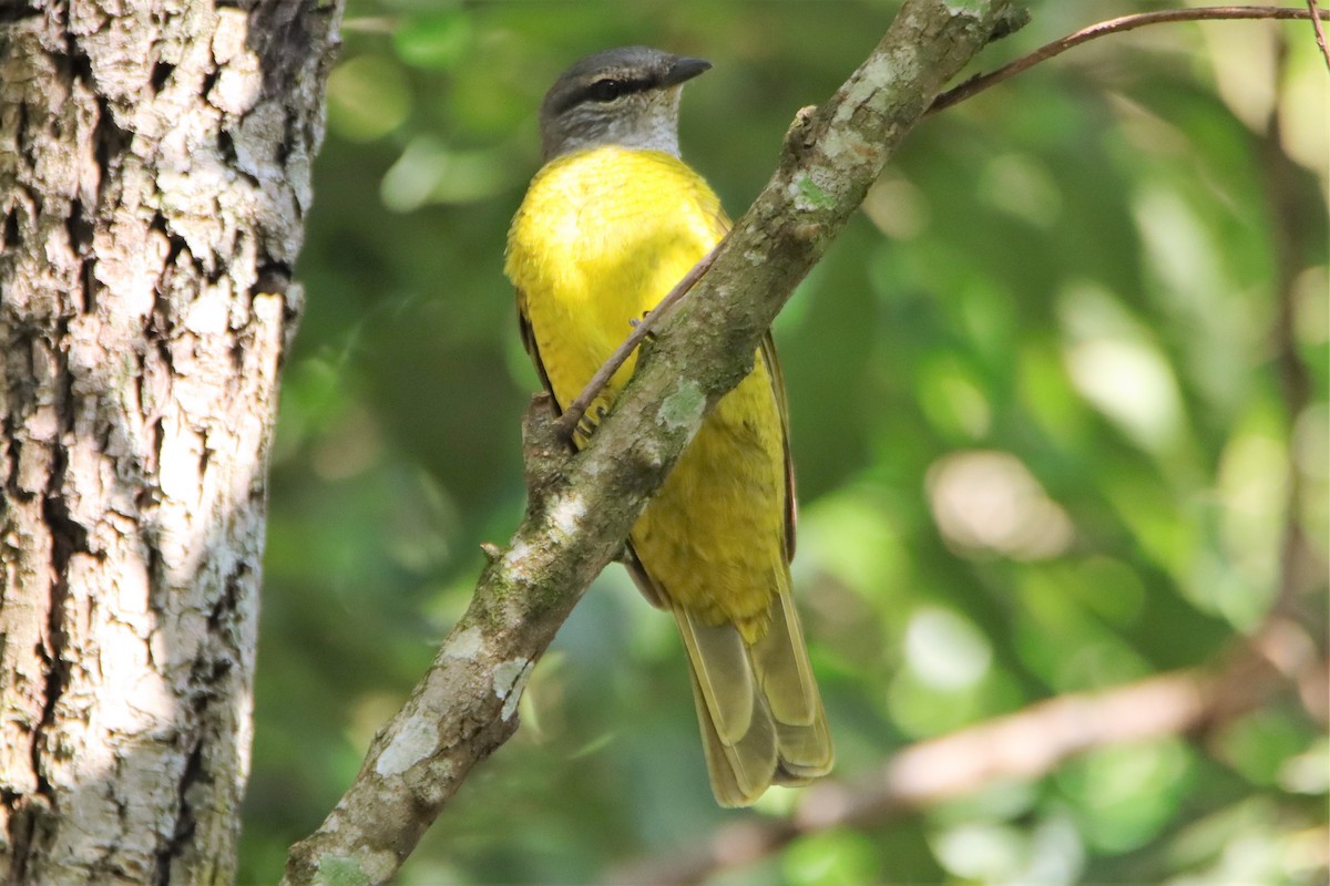 Purple-throated Cuckooshrike - ML301493891