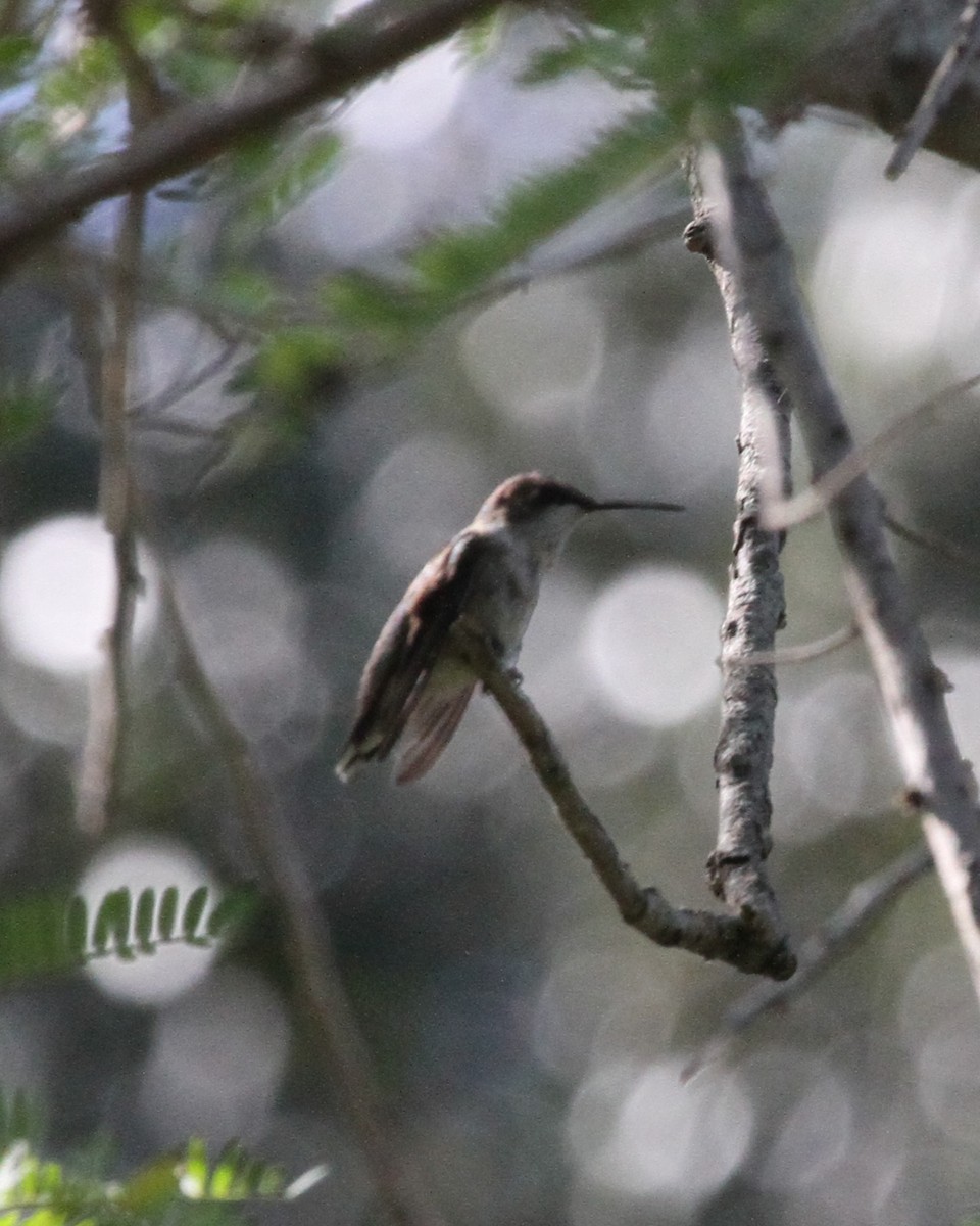 Ruby-throated Hummingbird - ML301494931