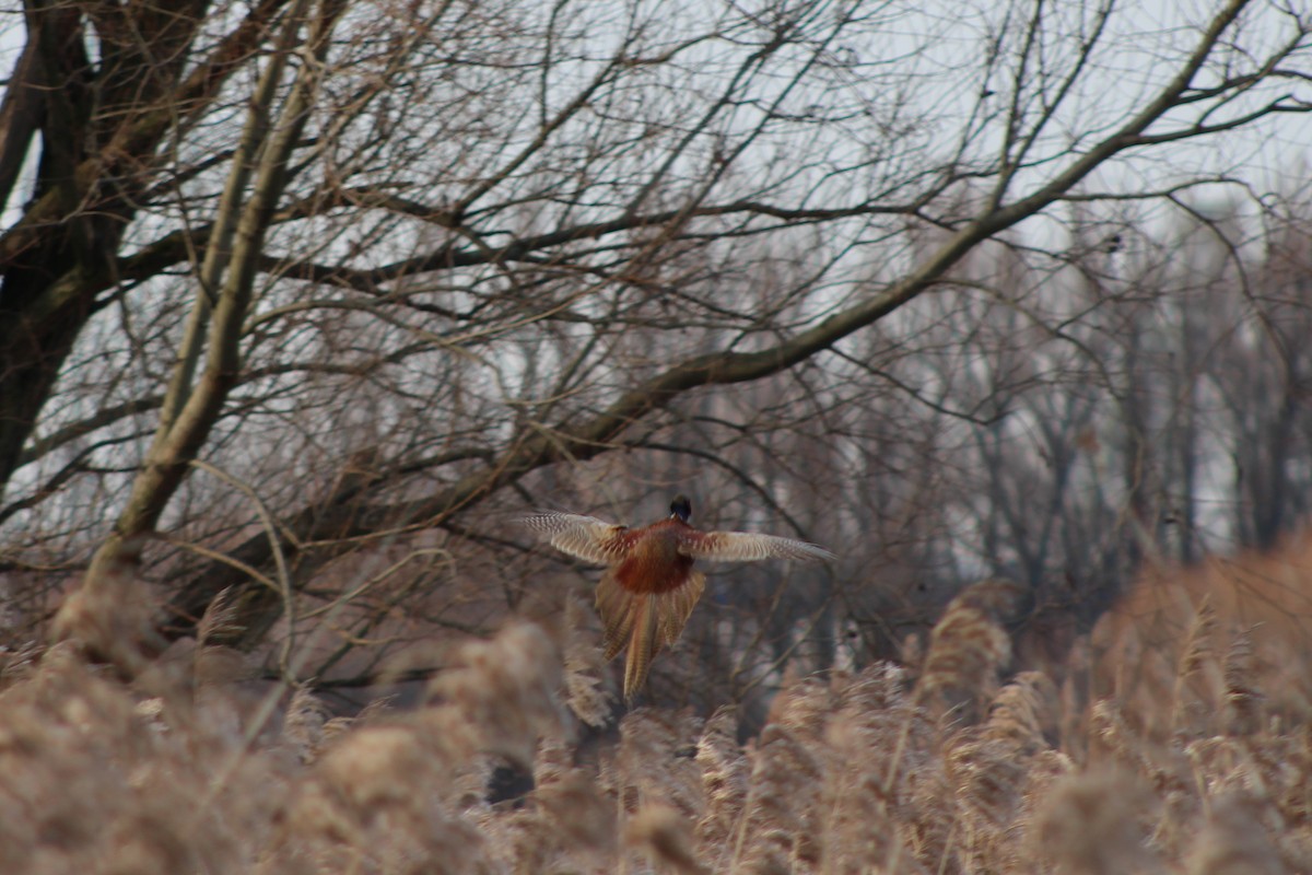 Ring-necked Pheasant - ML301496331