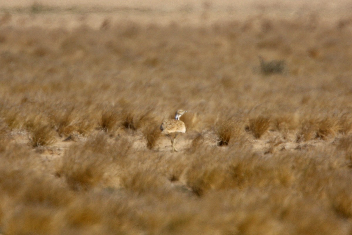 Macqueen's Bustard - Dominic Mitchell