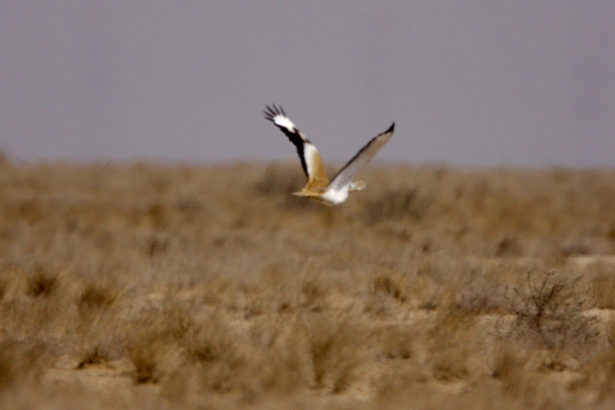 Macqueen's Bustard - Dominic Mitchell