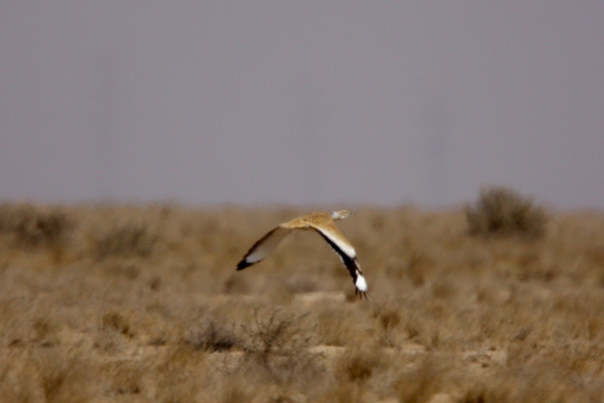 Macqueen's Bustard - Dominic Mitchell