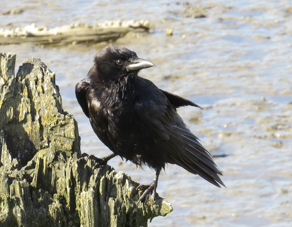 American Crow - ML30149891