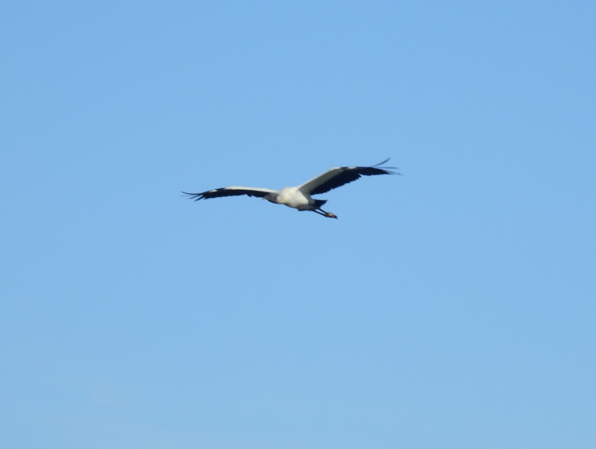 Wood Stork - ML301500251