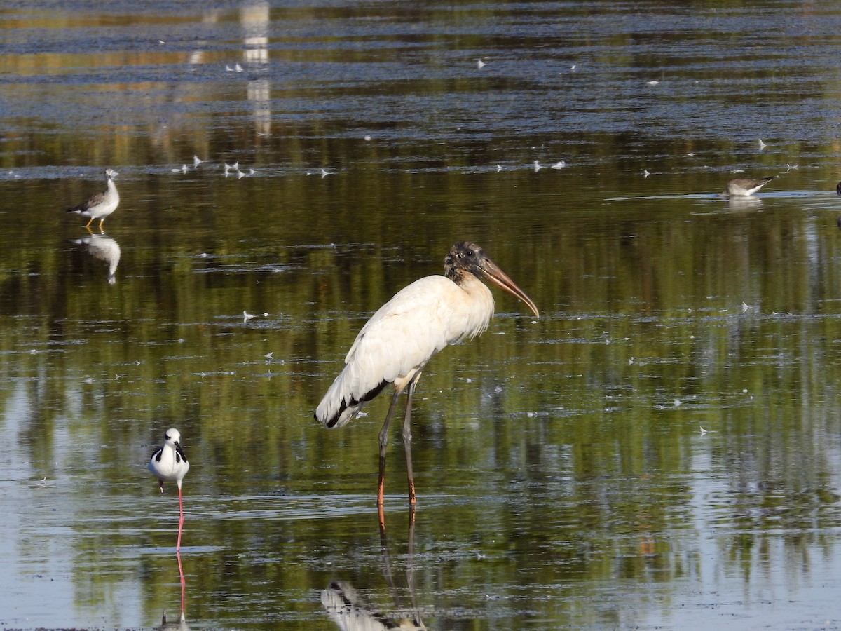 Wood Stork - ML301500441